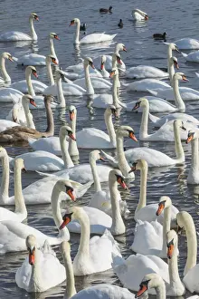 Abbotsbury Prints: England, Dorset, Abbotsbury, A Bevy of Mute Swans at Abbotsbury Swannery