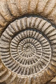 England, Dorset, Lyme Regis, Lyme Regis Museum, Ammonite