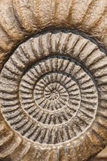 Lyme Regis Prints: England, Dorset, Lyme Regis, Lyme Regis Museum, Ammonite