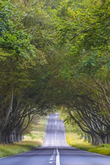 England, Dorset, Roman Road near Blandford Forum