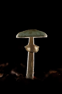 Mycology Prints: England, False Deathcap (Amanita citrina)