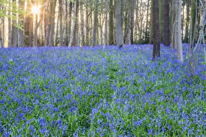 England, Hampshire, Bluebells