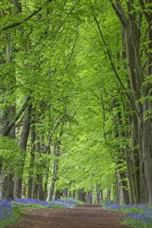 Hampshire Prints: England, Hampshire, Hinton Ampner, Empty Footpath in Bluebell Woods