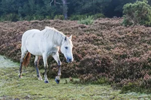 Ponies Prints: England, Hampshire, New Forest, Horse Walking and Woodland