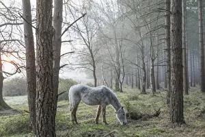 Bare Trees Prints: England, Hampshire, The New Forest, Horse and Bare Trees in the Early Spring