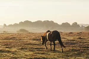 Images Dated 6th December 2016: England, Hampshire, New Forest, Horse Grazing