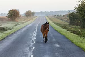 Images Dated 6th December 2016: England, Hampshire, New Forest, Horse Walking on Road