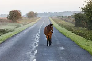 England, Hampshire, New Forest, Horse Walking on Road