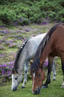 Images Dated 8th November 2011: England, Hampshire, New Forest, Horses