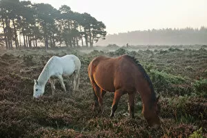 Images Dated 8th November 2011: England, Hampshire, New Forest, Horses