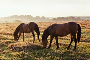 Images Dated 6th December 2016: England, Hampshire, New Forest, Horses Grazing