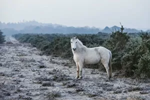 Images Dated 25th September 2017: England, Hampshire, The New Forest, Pony