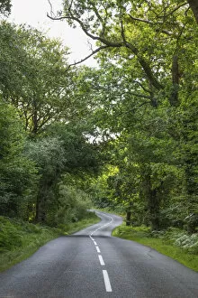 Images Dated 30th September 2020: England, Hampshire, New Forest, Empty Road and Trees
