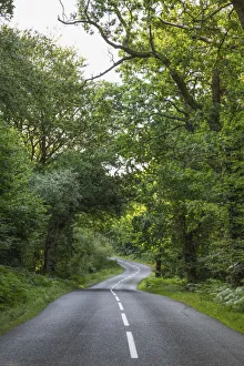 England, Hampshire, New Forest, Empty Road and Trees
