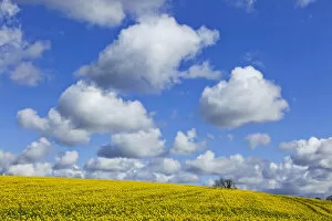 Images Dated 18th July 2013: England, Hampshire, Rape Fields and Clouds