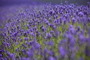 England, Kent, Shoreham. Lavender fields at Shoreham, in North Kent
