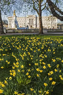 Daffodils Prints: England, London, Green Park and Buckingham Palace