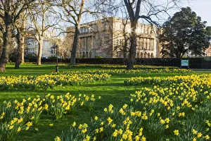 Daffodils Prints: England, London, Green Park and Lancaster House
