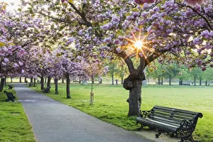 Cherry Tree Prints: England, London, Greenwich, Greenwich Park, Cherry Blossom