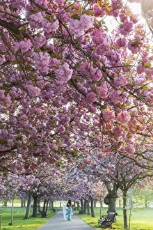 Cherry Tree Prints: England, London, Greenwich, Greenwich Park, Cherry Blossom