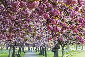 Images Dated 16th August 2019: England, London, Greenwich, Greenwich Park, Cherry Blossom