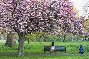 Cherry Tree Prints: England, London, Greenwich, Greenwich Park, Cherry Blossom