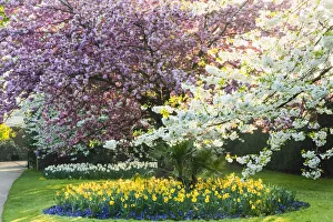 Cherry Tree Prints: England, London, Greenwich, Greenwich Park, Cherry Blossom