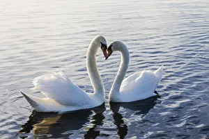 Images Dated 21st August 2018: England, London, Kensington, Kensington Gardens, The Round Pond, Swans