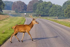Images Dated 5th December 2017: England, London, Richmond, Richmond Park, Stag