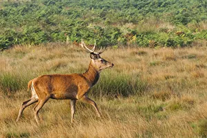 Images Dated 5th December 2017: England, London, Richmond, Richmond Park, Stag