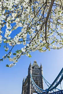 Images Dated 2nd June 2017: England, London, Southwark, Tower Bridge, Spring Blossom