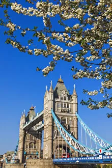 England, London, Tower Bridge and Cherry Blossom