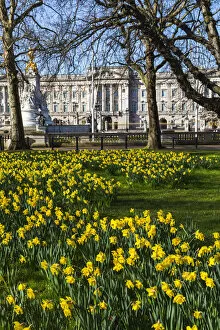 Images Dated 7th April 2021: England, London, Westminster, Green Park, Yellow Daffodils and Buckingham Palace