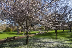 Images Dated 7th April 2021: England, London, Westminster, St.Jamess Park, Trees with Spring Blossom