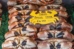 Sea Food Prints: England, Norfolk, Cromer, Fish Shop Display of Cromer Crabs