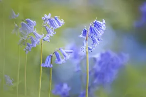 English Bluebells in Woodchester Park, Nympsfield, Gloucestershire, England