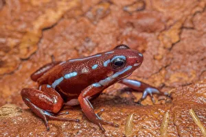 Poison Arrow Frogs Prints: Epipedobates anthonyi - captive, Ontario, Canada