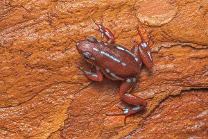 Poison Arrow Frogs Prints: Epipedobates anthonyi - captive, Ontario, Canada