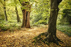 Seasonal Prints: Epping Forest in Autumn, London, UK