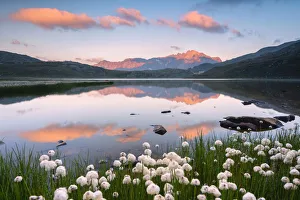 Eriofori blooms at the Gavia pass at dawn, Lombardy district, Brescia province, Italy