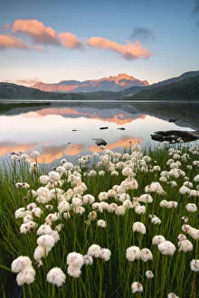 Eriofori blooms at the Gavia pass at dawn, Lombardy district, Brescia province, Italy