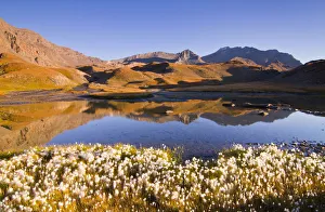 Gran Paradiso Prints: Eriophorum blooming at Nivolet. Rosset lakes, Nivolet Hill, Gran Paradiso national park