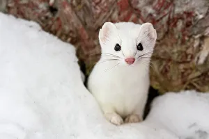 Graceful Prints: Ermine (Mustela ermina) winter coat, Greater Sudbury, Ontario, Canada