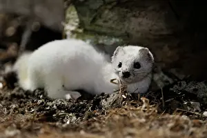 Suburban Prints: Ermine/Short-tailed Weasel (Mustela erminea) Winter pelage- Individual hunting under a suburban deck