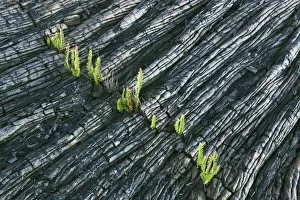 Black Prints: Eroded lava with ferns - USA, Hawaii, Big Island, Puna, Kalapana