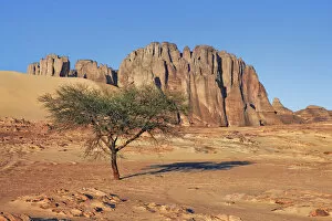 Acacia Gallery: Erosion landscape with acacia in Tassili du Hoggar - Algeria, Tassili Hoggar