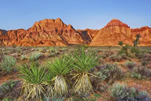 Nevada Collection: Erosion landscape with yuccas in Red Rock Canyon - USA, Nevada, Clark