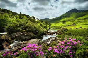 Connacht Prints: Erriff River lined with wild rhododendron shrubs