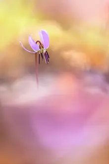 Como Province Prints: Erythronium dens-canis (Dog's-tooth-violet), Como province, Lombardy, Italy