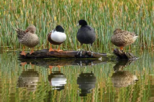 Loafing Prints: Estero Llano Grande State Park, Weslaco, Texas, USA